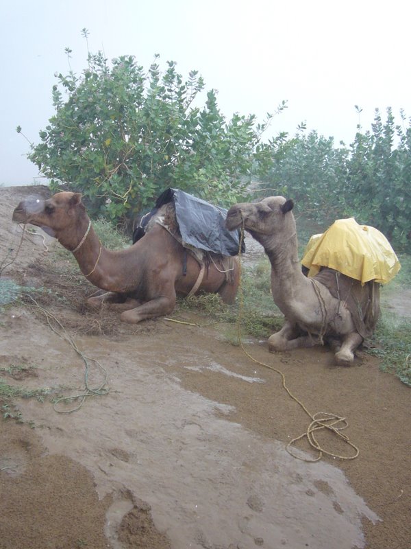 Travel - India - Rajasthan - Desert Camel Trip - Next Morning